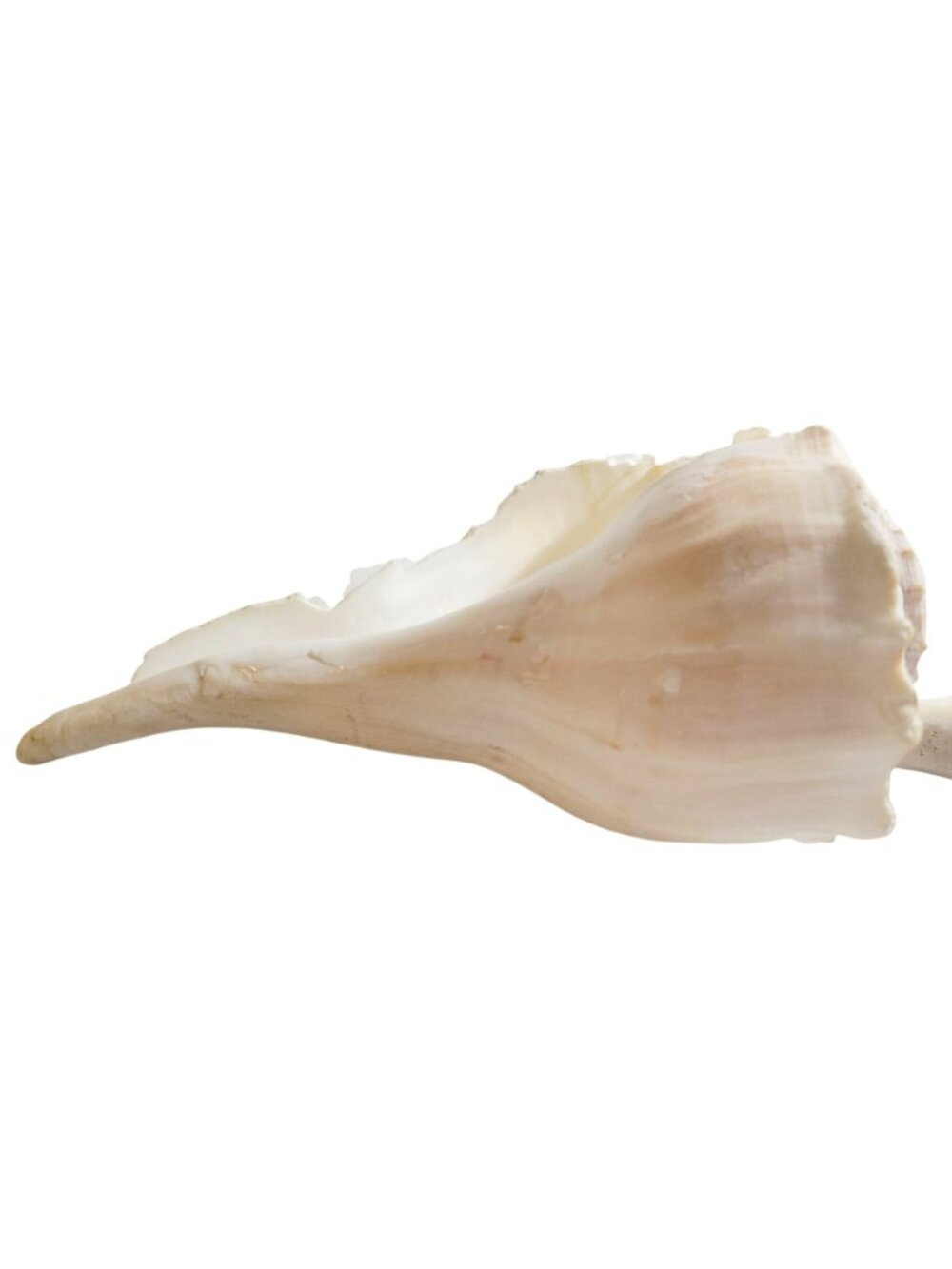 Pair of Vintage Conch Shells Beach House Decor 7.5" or Crafters Seashells - Picture 8 of 14